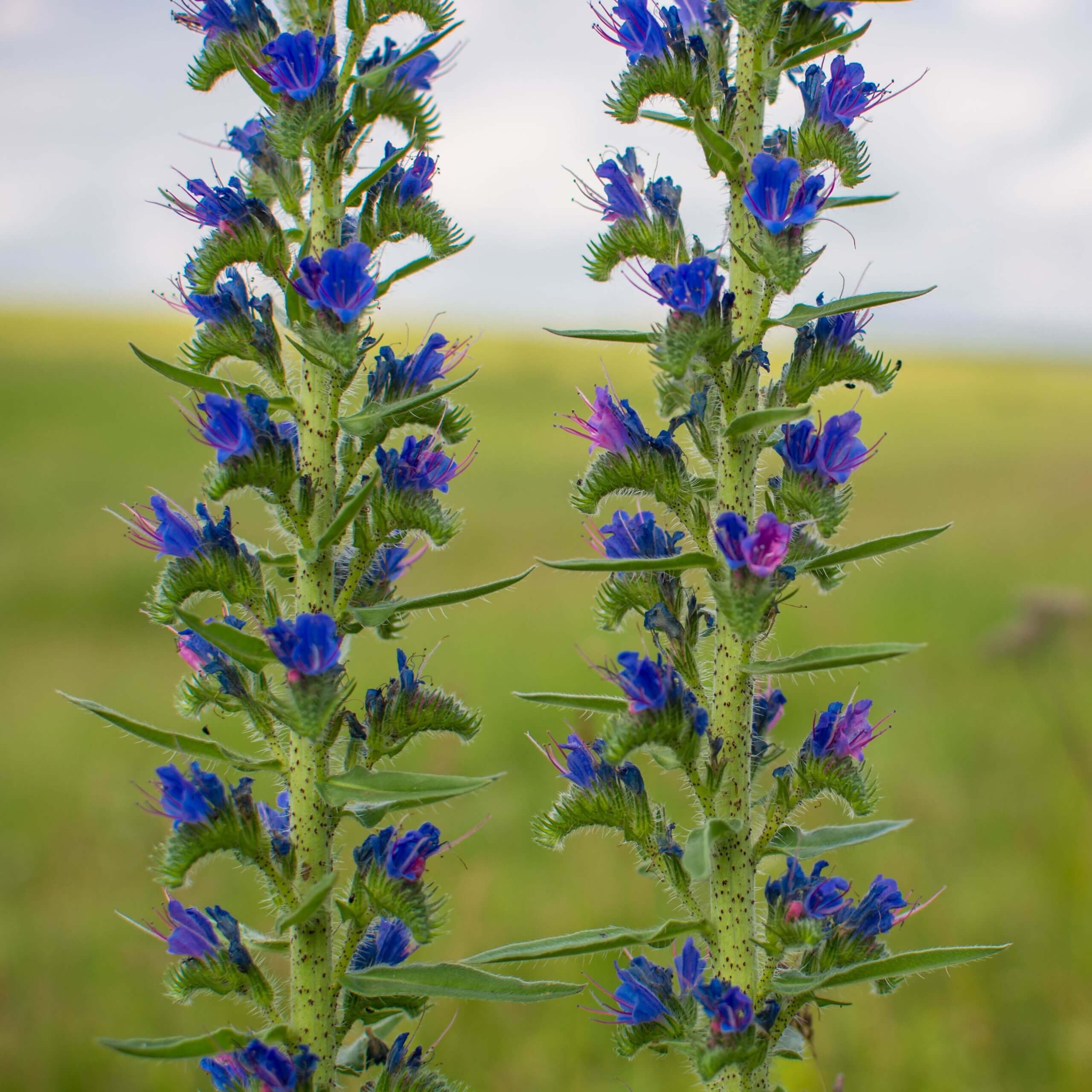 Vipers Bugloss (Echium Vulgare)