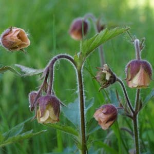 Water Avens (Geum Rivale) Water Avens (Geum Rivale)
