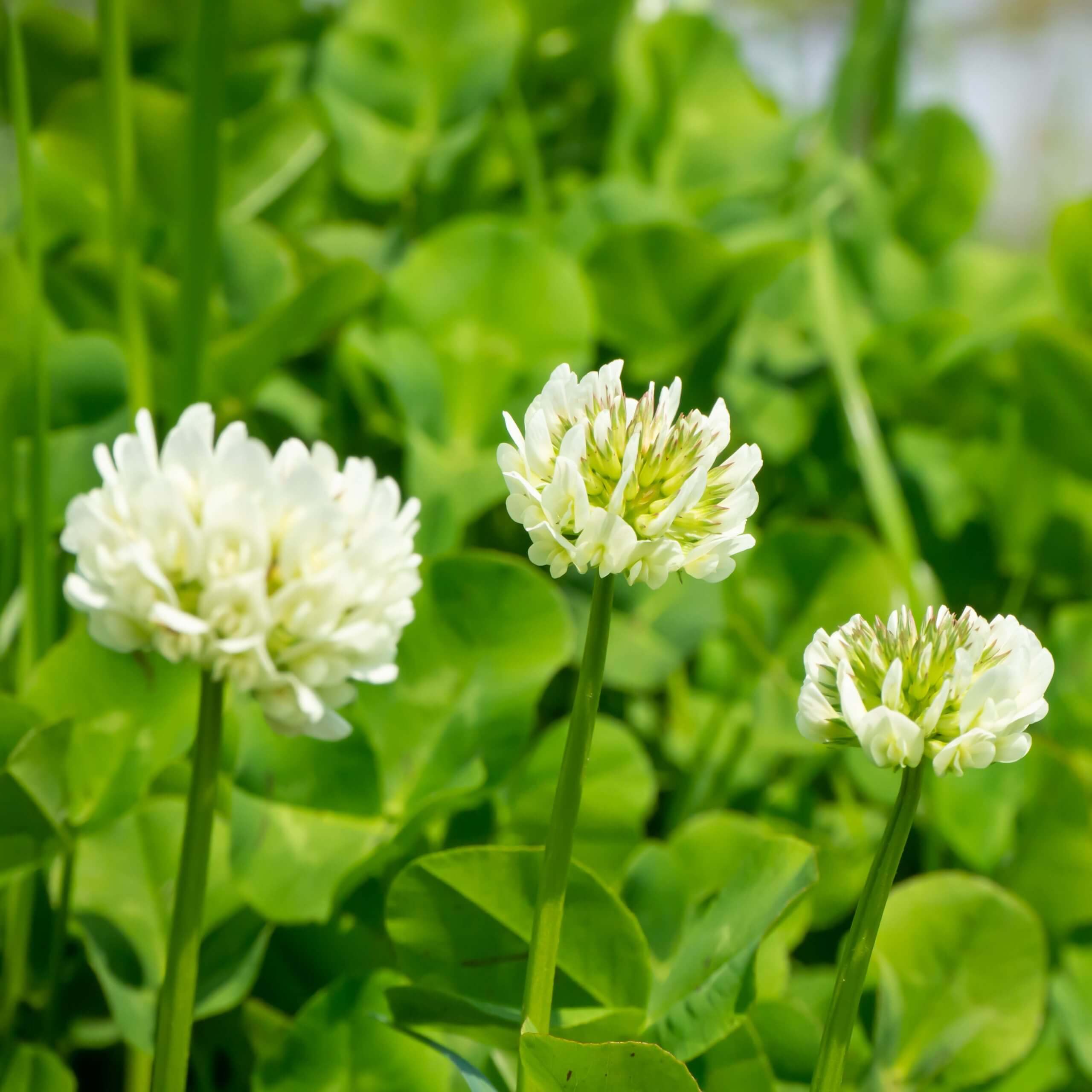 White Clover (Trifolium repens)