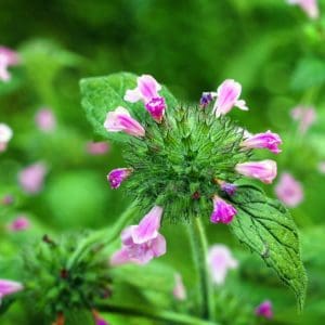 Wild Basil (Clinopodium Vulgare) Wild Basil (Clinopodium Vulgare)