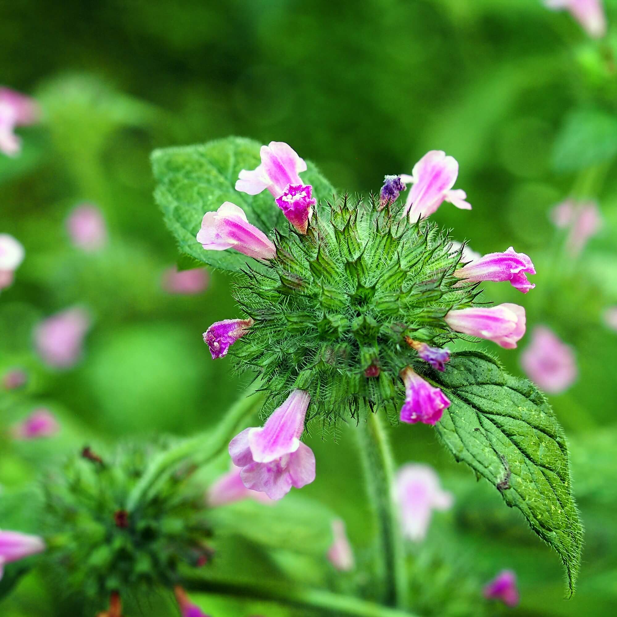 Wild Basil (Clinopodium Vulgare)