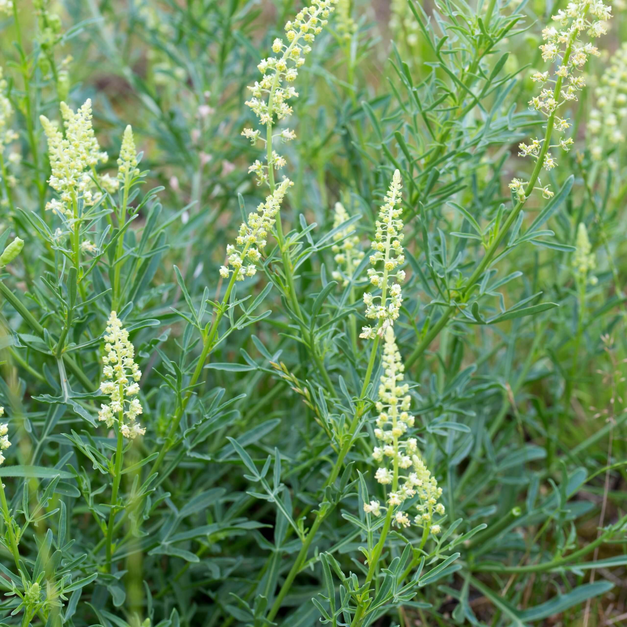 Wild Mignonette (Reseda lutea)