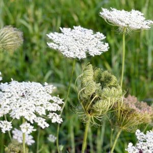 Wild Carrot (Daucus Carota) Wild Carrot (Daucus Carota)
