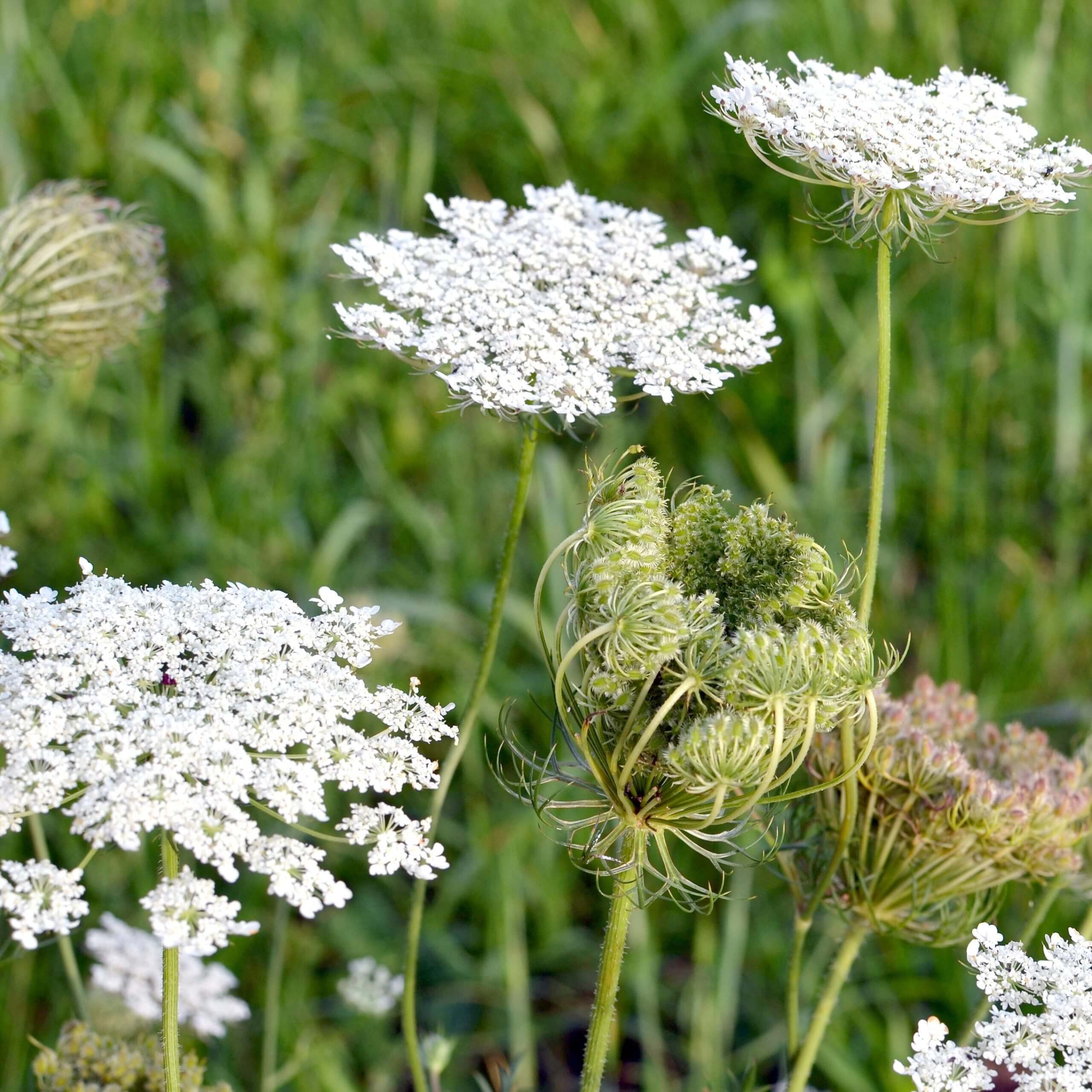 Wild Carrot (Daucus Carota)