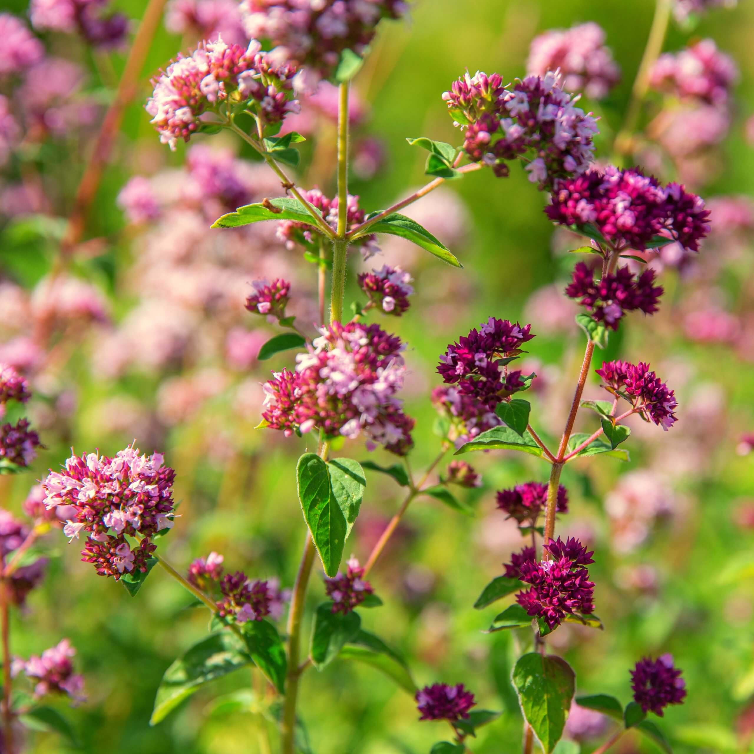 Wild Marjoram (Origanum Vulgare)