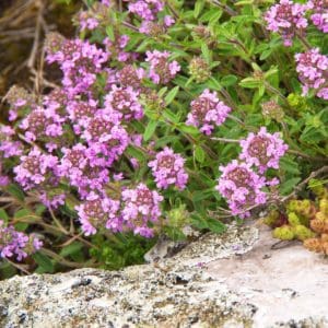 Wild Thyme (Thymus Polytrichus) Wild Thyme (Thymus Polytrichus)