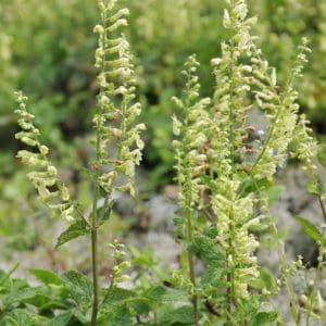 Wood Sage (Teucrium scorodonia) Wood Sage (Teucrium scorodonia)