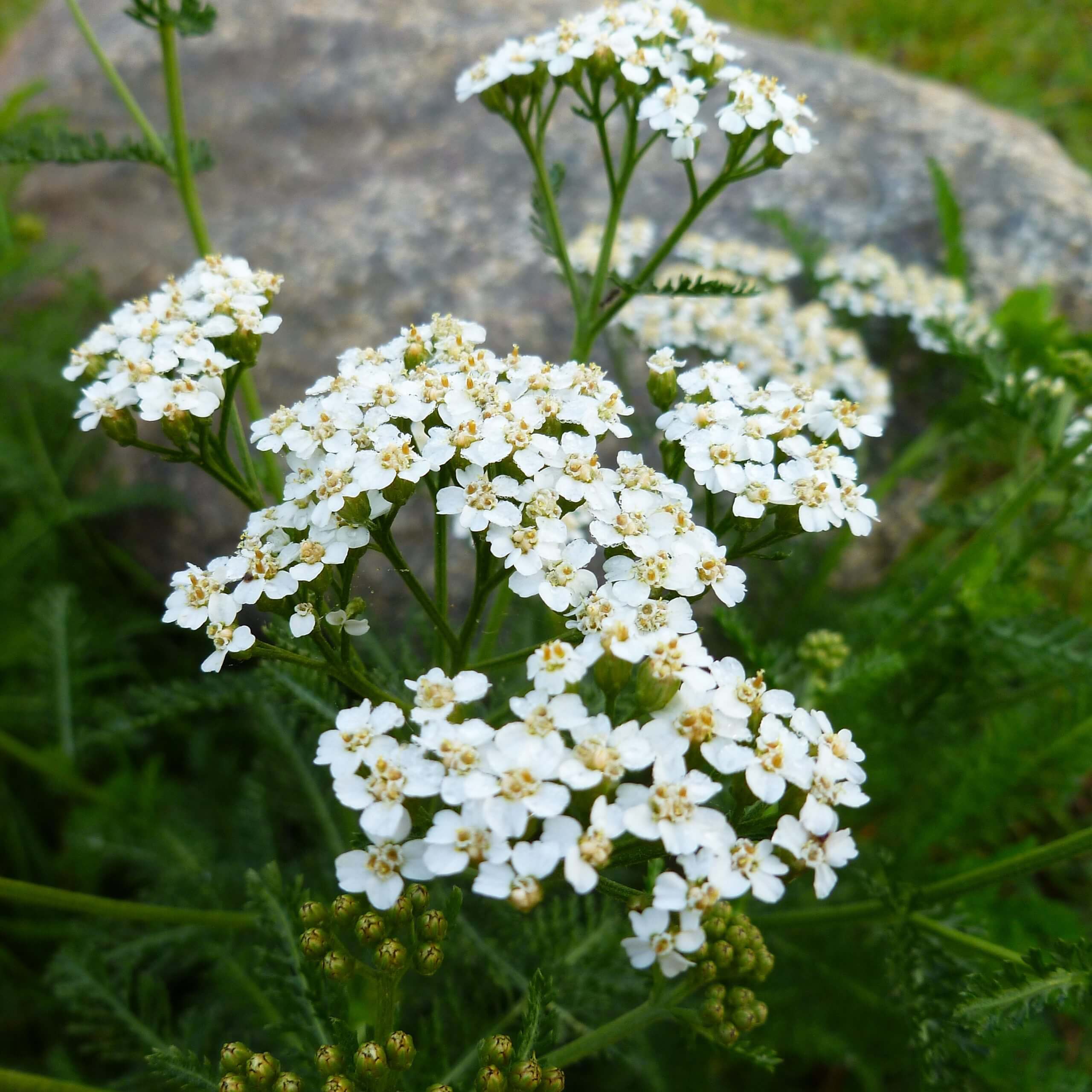 Yarrow (Achillea Millefolium)