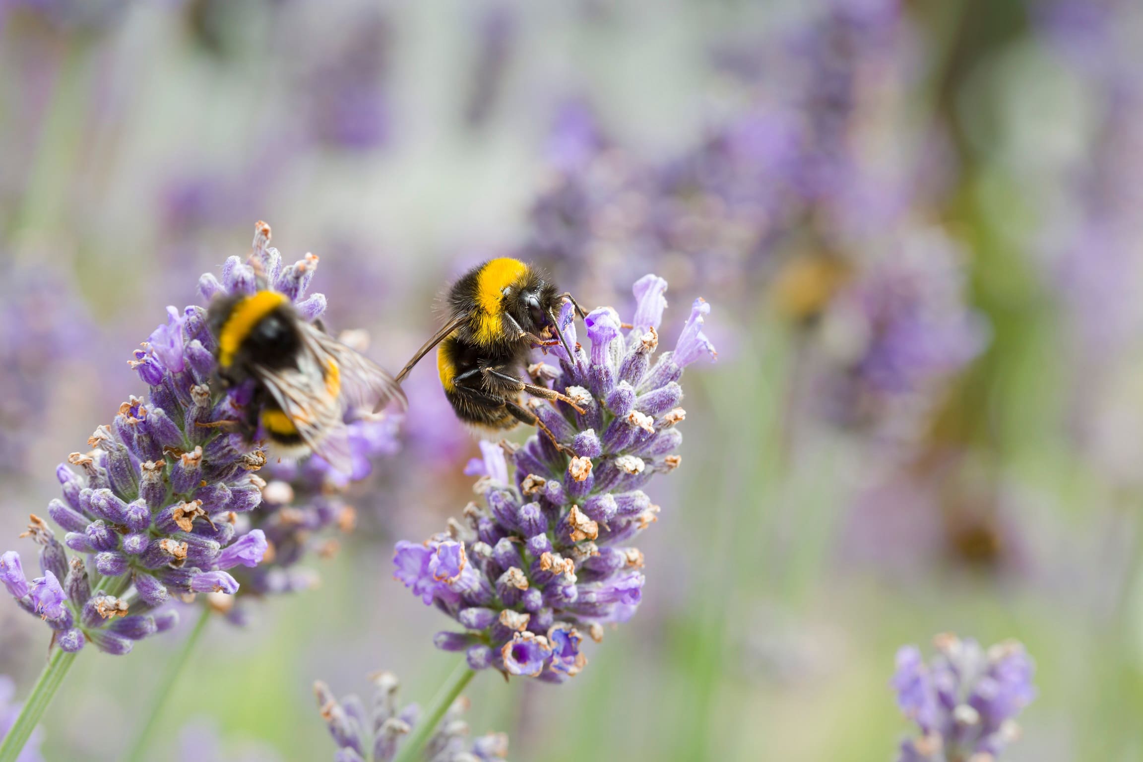 bee loving wildflowers