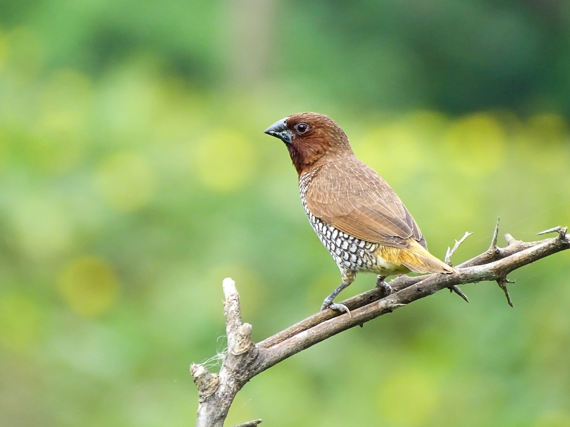 birds in decline