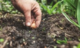 bulbs with meadowmat