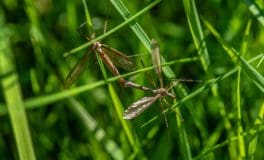 common lawn diseases