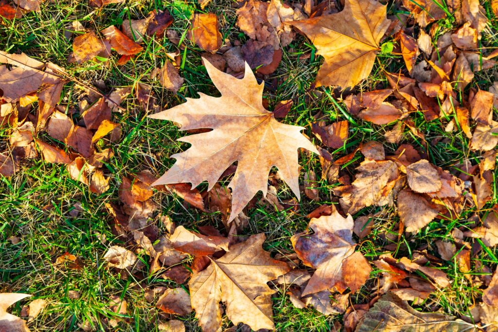 autumn wildflower maintenance