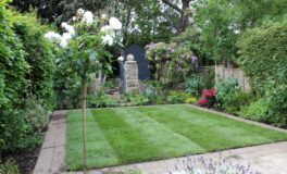 establish your new lawn