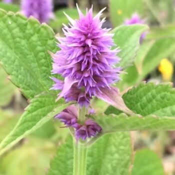 Anise Hyssop (Agastache anethiodora)