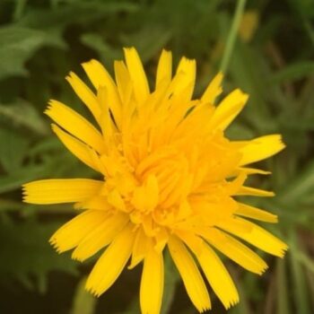 Autumn Hawkbit (Leontodon autumnalis)