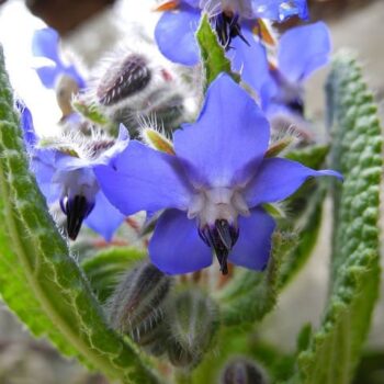 Borage (Borago officinalis)