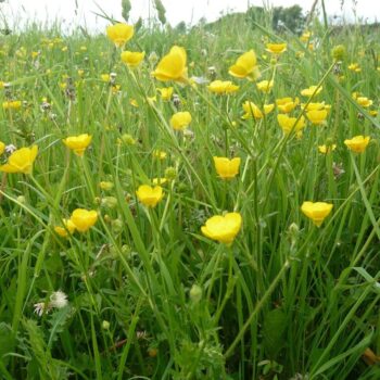 Bulbous Buttercup (Ranunculus bulbosus)