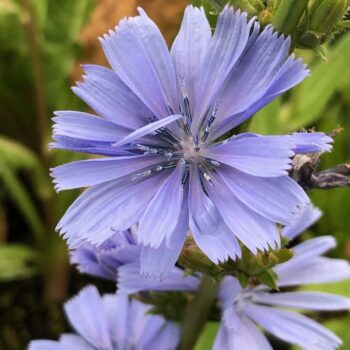 Chicory (Cichorium intybus)