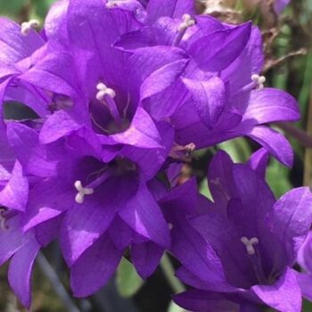 Clustered Bellflower (Campanula glomerata)