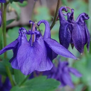 Columbine (Aquilegia vulgaris)