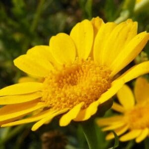 Corn Marigold (Glebionis segetum)
