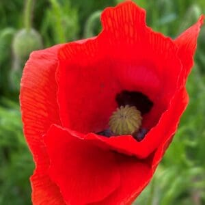 Corn Poppy (Papaver rhoeas)