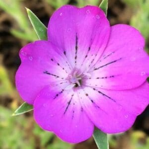 Corncockle (Agrostemma githago)