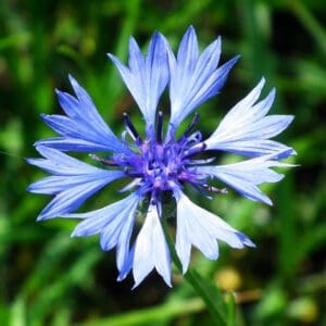 Cornflower (Centaurea cyanus)