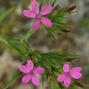 Deptford Pink (Dianthus armeria)