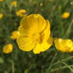 national wildflower - Meadow Buttercup (Ranunculus acris)