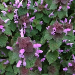 Red Deadnettle (Lamium purpureum)