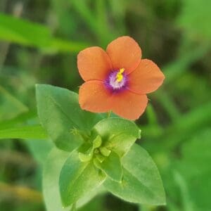 Scarlet Pimpernel (Anagallis arvensis)