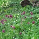 Snakeshead Fritillary (Fritillaria meleagris) gallery image