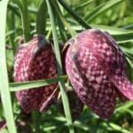 Snakeshead Fritillary (Fritillaria meleagris)