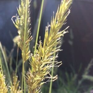 Sweet Vernal Grass