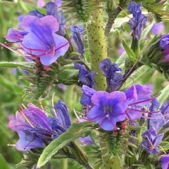 Viper's Bugloss (Echium vulgare)