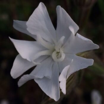 White Campion (Silene alba)