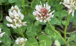 Wild White Clover
