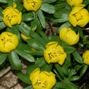 Winter Aconite Eranthis cilicica