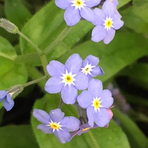 Wood Forget-me-not Seeds, Plugs & Pots | Turf Online