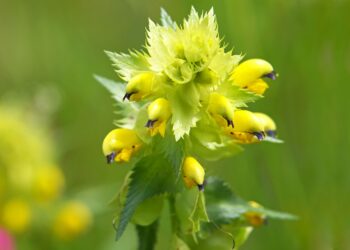 Yellow Rattle (Rhinanthus minor)