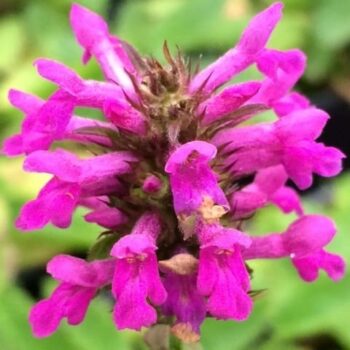 Betony (Stachys officinalis)