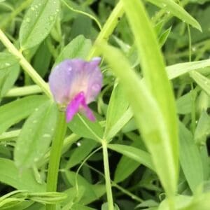 Common Vetch (Vicia sativa)