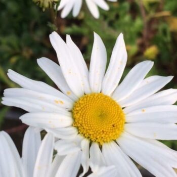 Oxeye Daisy (Leucanthemum vulgare)