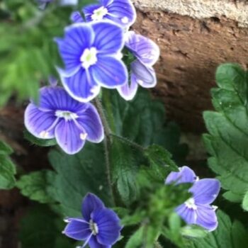 Birdseye Speedwell (Veronica chamaedrys)
