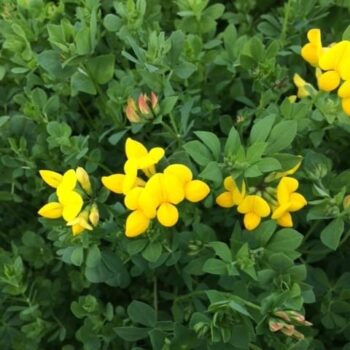 Birdsfoot Trefoil (Lotus corniculatus)