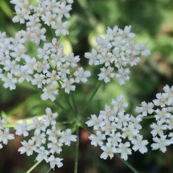 Burnet Saxifrage (Pimpinella saxifraga)