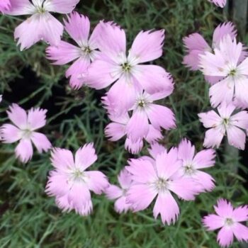 Cheddar Pink (Dianthus gratianopolitanus)