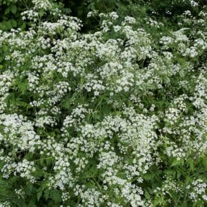 national wildflower - Cow Parsley (Anthriscus sylvestris)